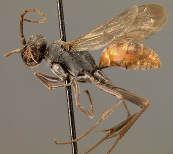 Media type: image;   Entomology 25892 Aspect: habitus lateral view